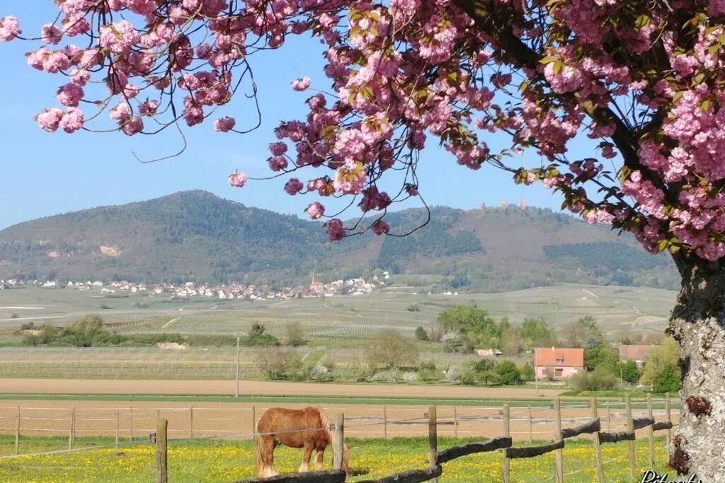 Gite A Eguisheim Proche De Colmar Et Kaysergberg. Zewnętrze zdjęcie