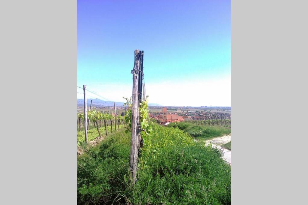 Gite A Eguisheim Proche De Colmar Et Kaysergberg. Zewnętrze zdjęcie